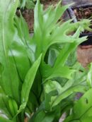 Asplenium antiquum Crissy