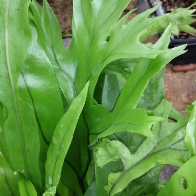 Asplenium antiquum Crissy