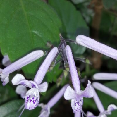 Plectranthus ecklonii 'Mona Lavender'
