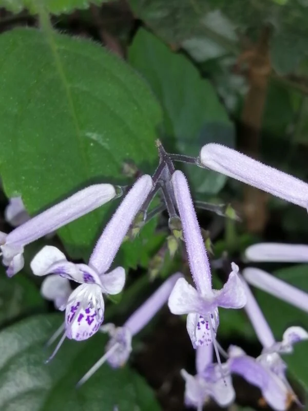 Plectranthus ecklonii ‘Mona Lavender’, pianta da interno