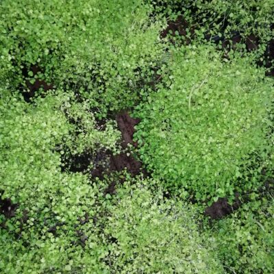 Mentha requienii, menta della Corsica