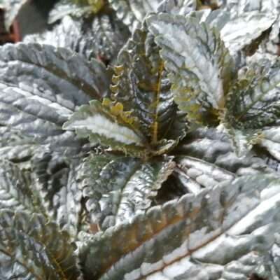 Pilea spruceana 'Silver Tree'