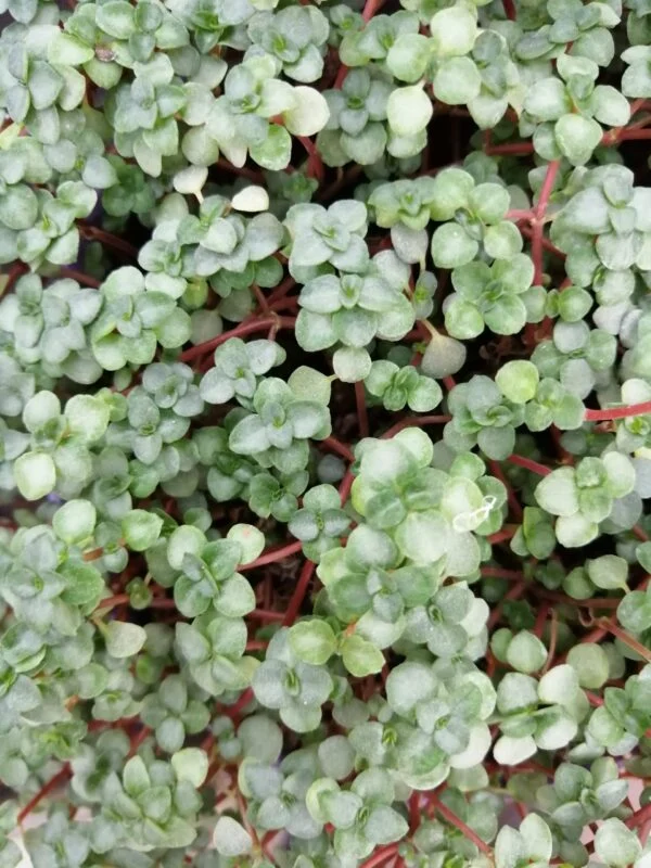 Pilea glauca Aquamarine, foto 3