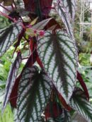 Cissus discolor  sin. Rex Begonia Vine