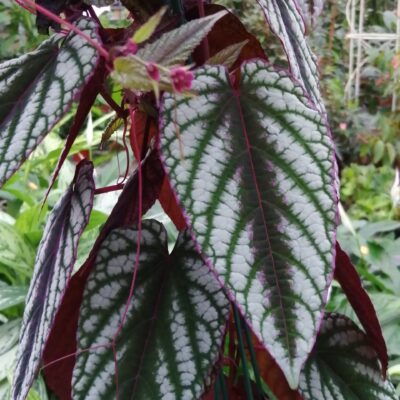 Cissus discolor  sin. Rex Begonia Vine