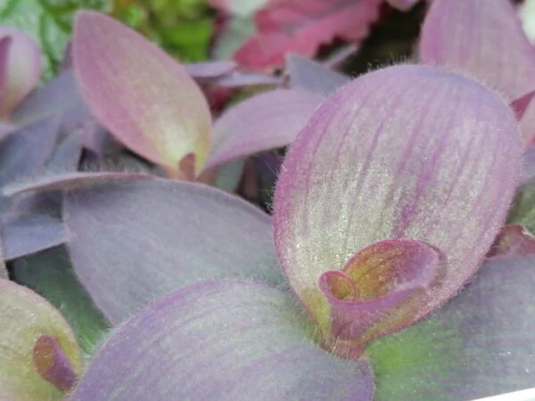 Pilea spruceana, foto 3