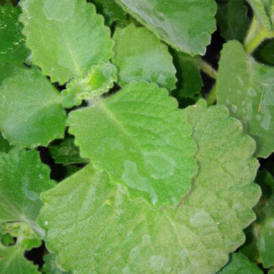 Plectranthus amboinicus '1000 odori'