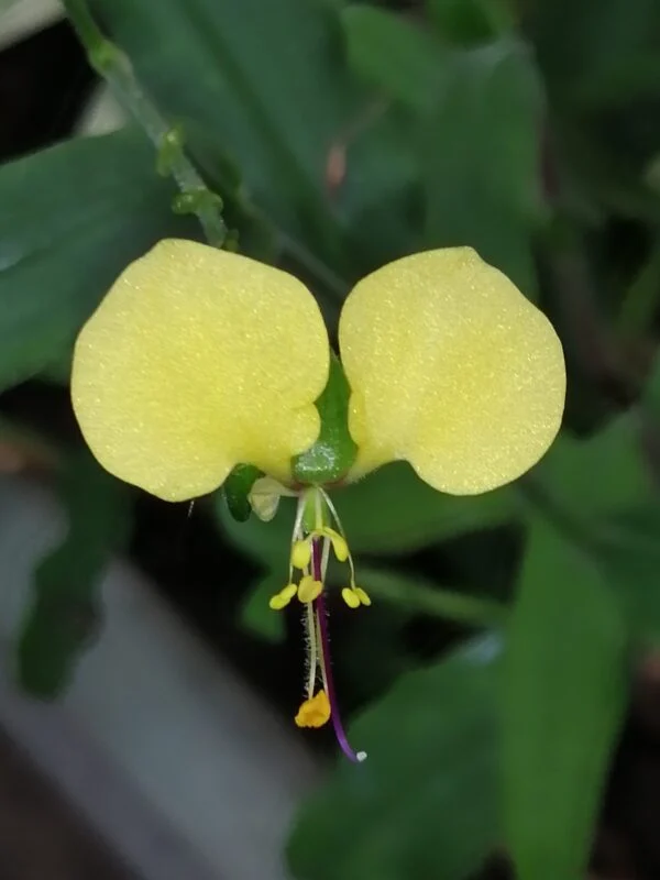 Commelina africana, pianta da interno e da esterno
