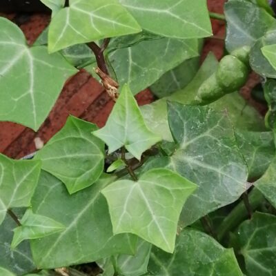 Senecio macroglossus