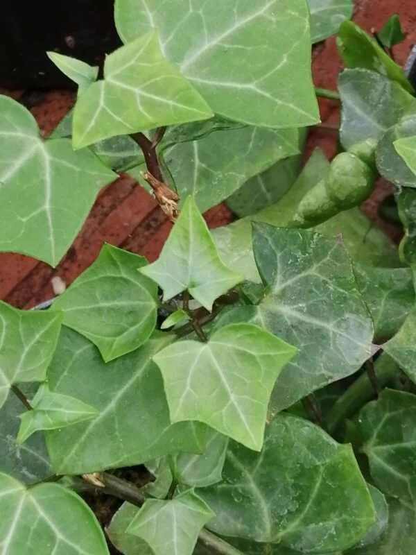 Senecio macroglossus, pianta da interno