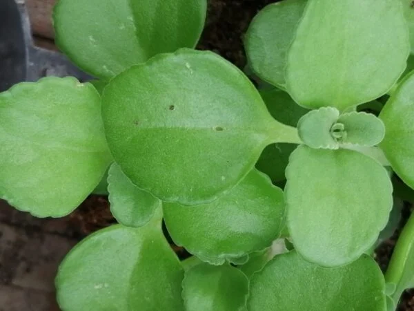 Plectranthus sp., pianta per orto e cucina
