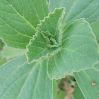 Plectranthus caninus