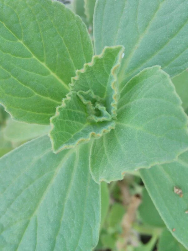 Plectranthus caninus, pianta da interno e da esterno