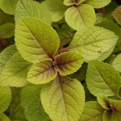 Plectranthus ciliatus 'Easy Gold'