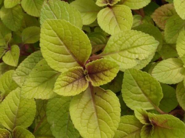 Plectranthus ciliatus ‘Easy Gold’, pianta per orto e cucina