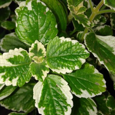 Plectranthus coleoides 'Marginatus'