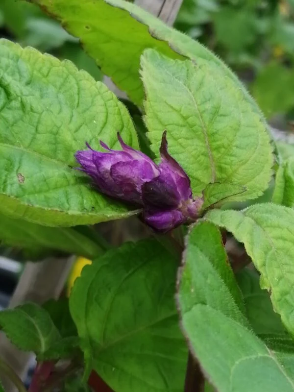 Plectranthus ecklonii, foto 2