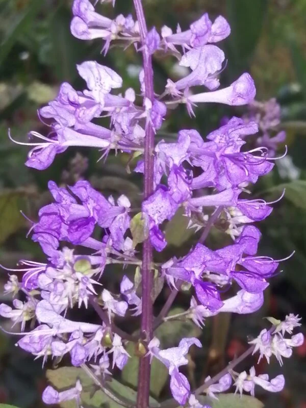 Plectranthus ecklonii, foto 3
