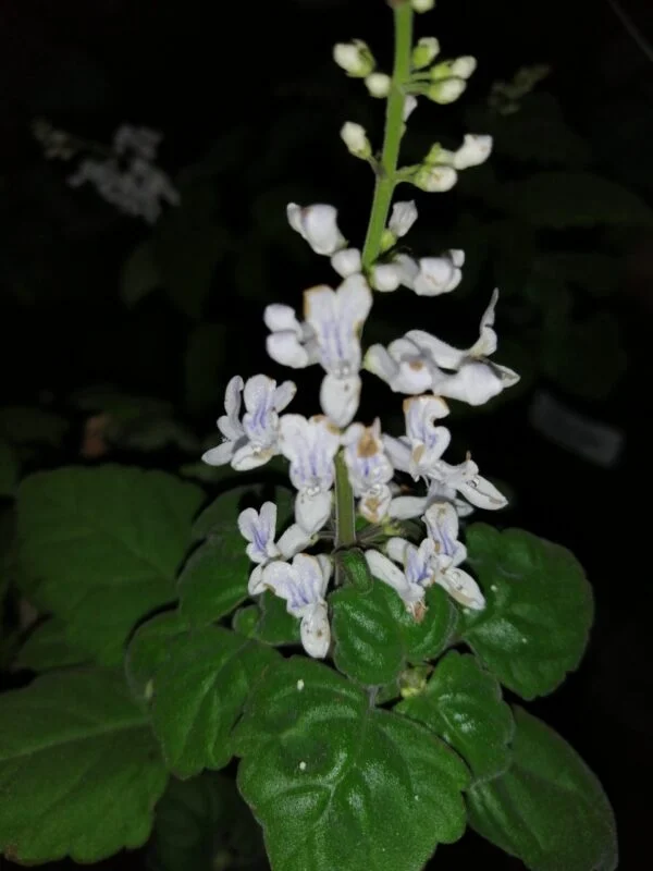 Plectranthus ernstii, foto 2