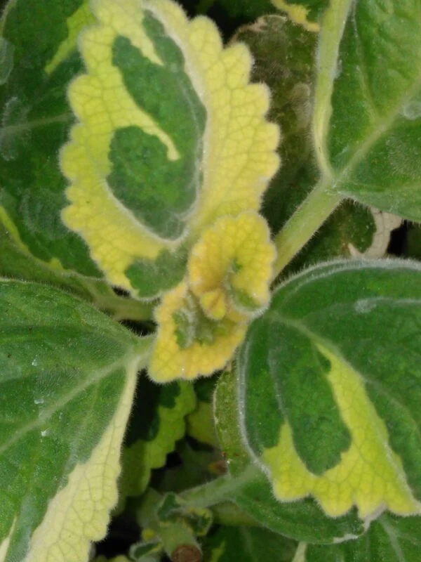 Plectranthus forsteri ‘Green on Green’, pianta per orto e cucina