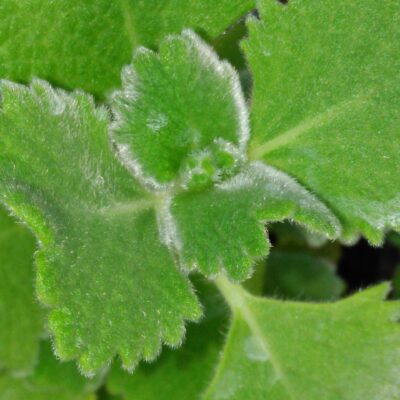 Plectranthus habrophyllus