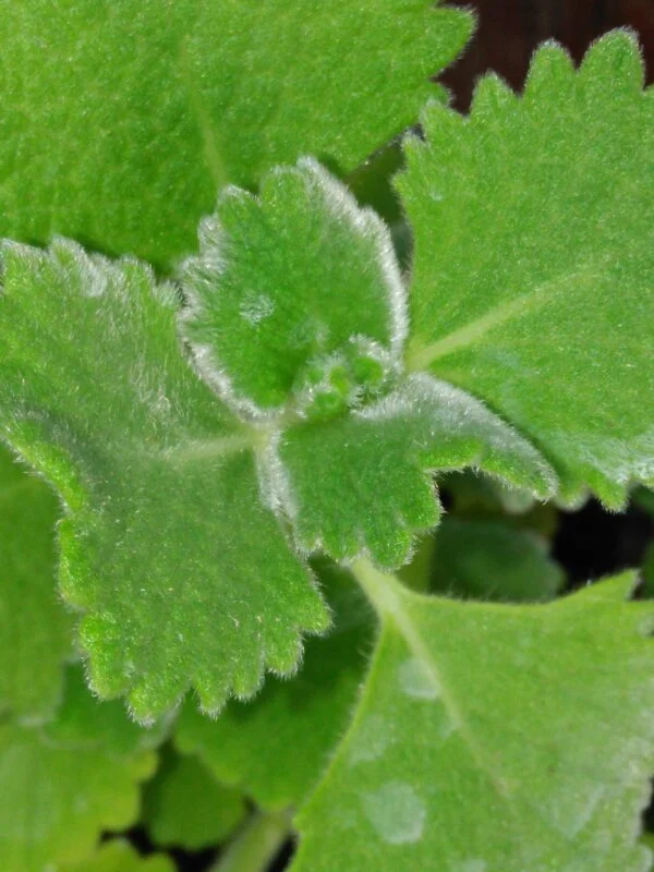 Plectranthus habrophyllus, pianta per orto e cucina