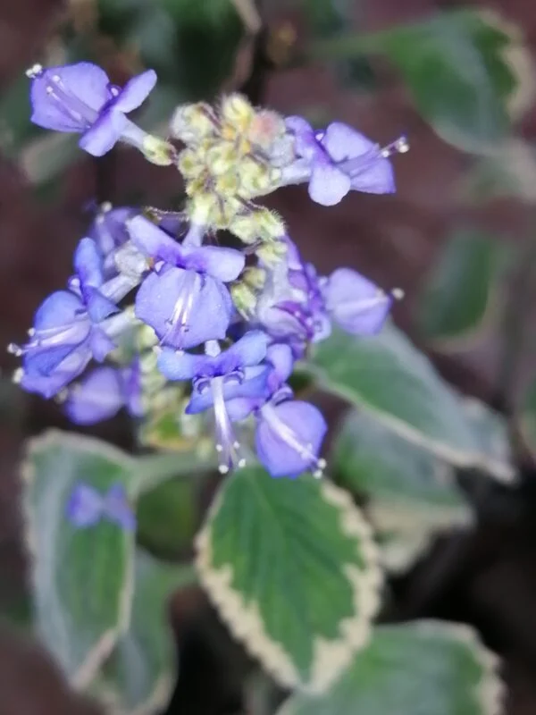 Plectranthus madagascariensis aliciae, foto 2