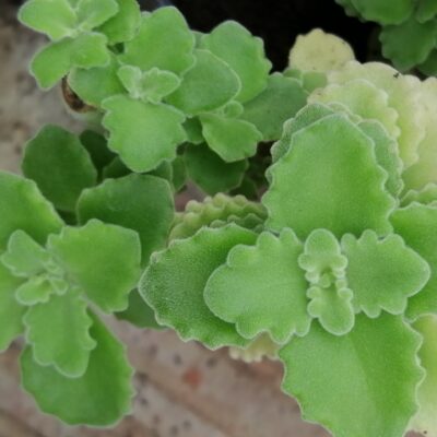 Plectranthus coerulescens