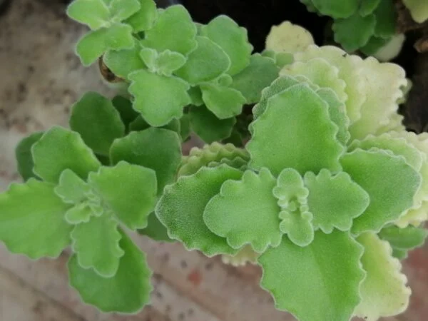 Plectranthus coerulescens, pianta per orto e cucina
