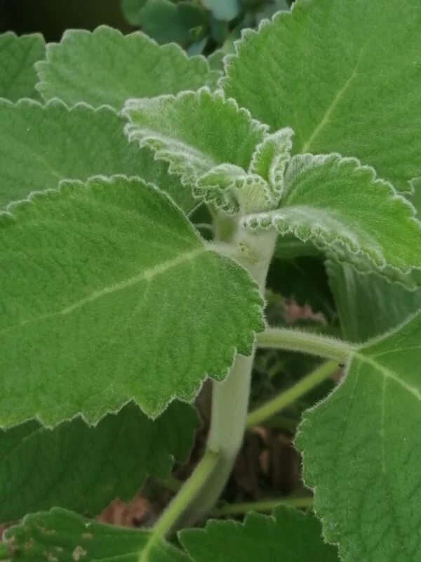 Plectranthus Mont Carbine, foto 3