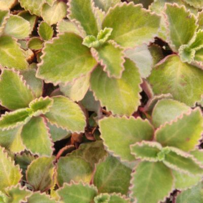 Plectranthus oertendahlii