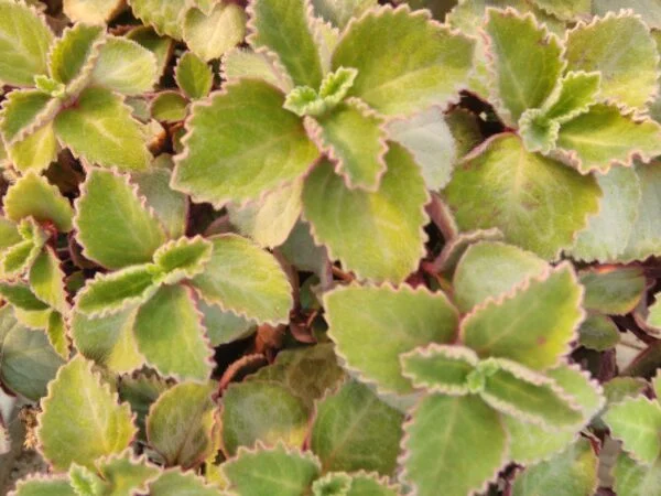 Plectranthus oertendahlii, pianta da interno