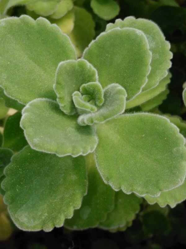 Plectranthus 'Origano Cubano', foto 2