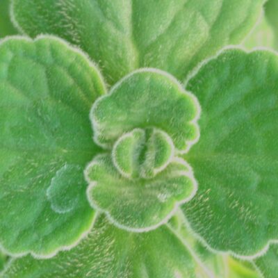 Plectranthus 'Origano Cubano'