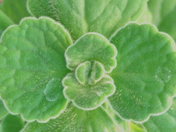 Plectranthus 'Origano Cubano', pianta da interno e da esterno