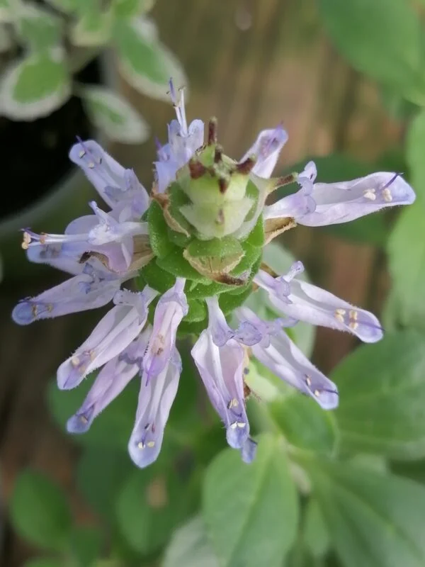 Plectranthus ornatus, foto 2