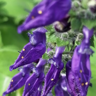 Plectranthus tenuifolius,  Isodon tenuifolius