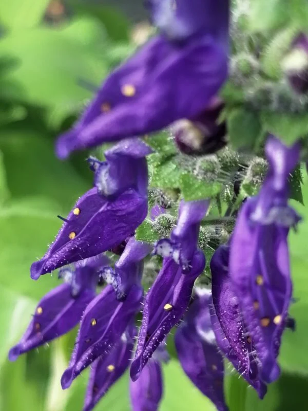 Plectranthus tenuifolius, Isodon tenuifolius, pianta da esterno