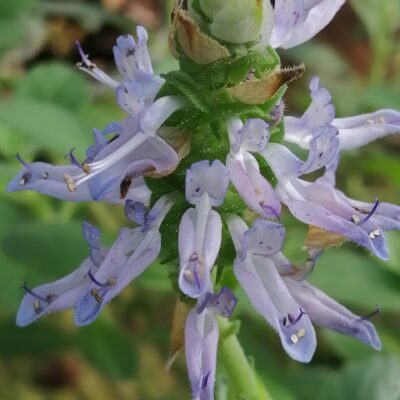 Plectranthus ornatus