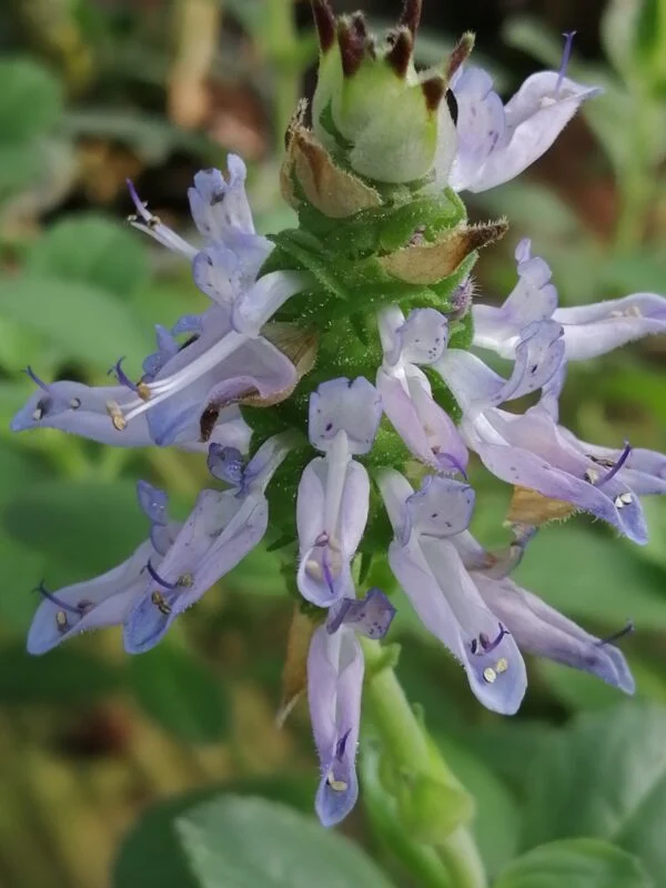 Plectranthus ornatus, pianta da interno e da esterno