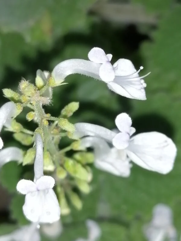 Plectranthus parvifolius, foto 2