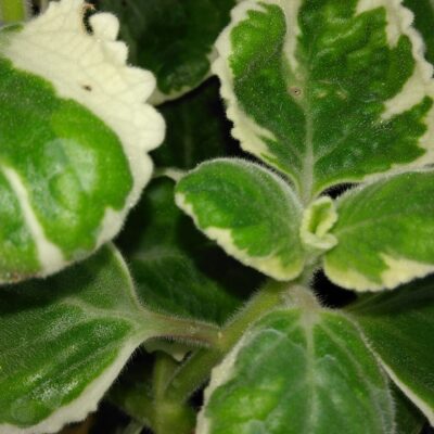 Plectranthus madagascariensis aliciae