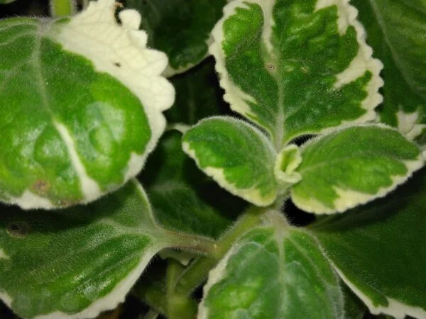 Plectranthus saccatus, foto 3