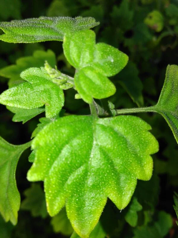 Plectranthus saccatus, foto 2