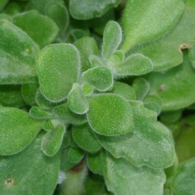 Plectranthus tomentosa, pianta del 'Vicks'