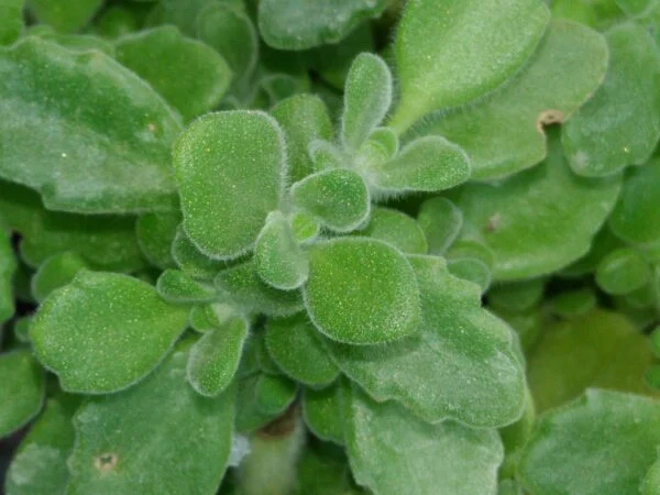 Plectranthus tomentosa, pianta del ‘Vicks’, pianta da esterno