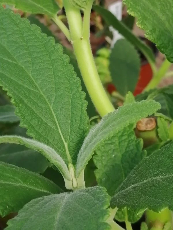Plectranthus sp., pianta per orto e cucina