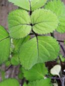 Plectranthus zuluensis