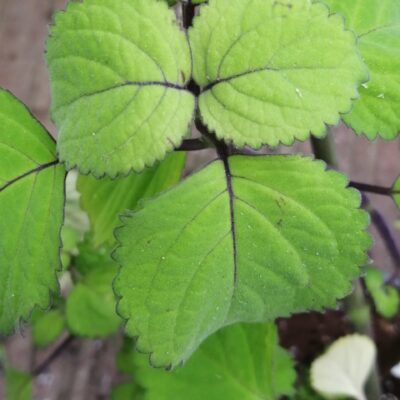 Plectranthus zuluensis