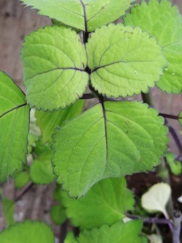 Plectranthus zuluensis, pianta da interno e da esterno